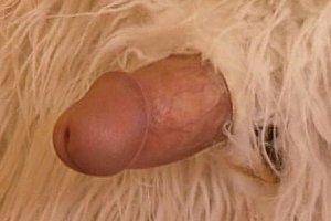 hairychinapussy